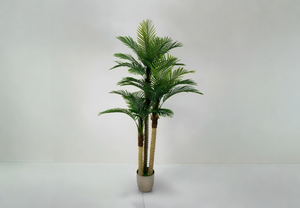 Tropical Palm