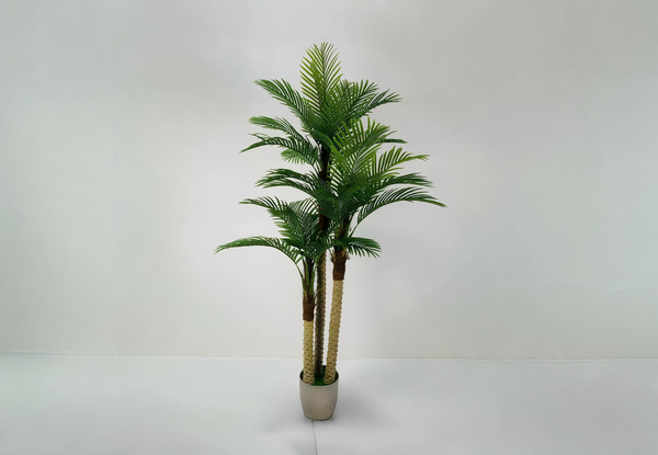 Tropical Palm
